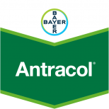 ANTRACOL 70% WP
