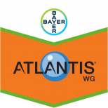 ATLANTIS 13 WG