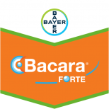 BACARA FORTE 360 SC