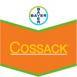 COSSACK 150 WG